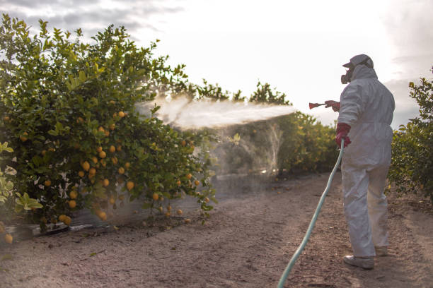 Best Termite Control Services  in Glencoe, IL
